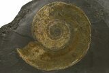 Jurassic Ammonite (Harpoceras) Fossil - Posidonia Shale, Germany #264535-1